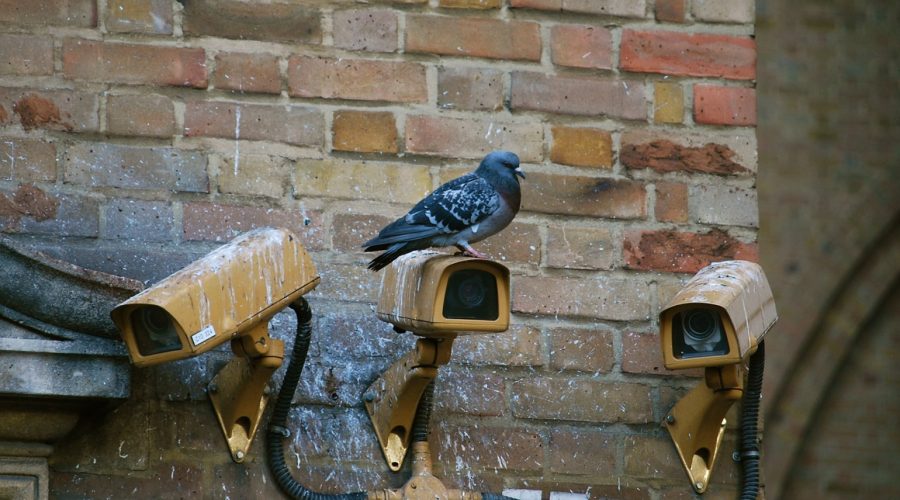 Comment se débarrasser des pigeons chez vous ?