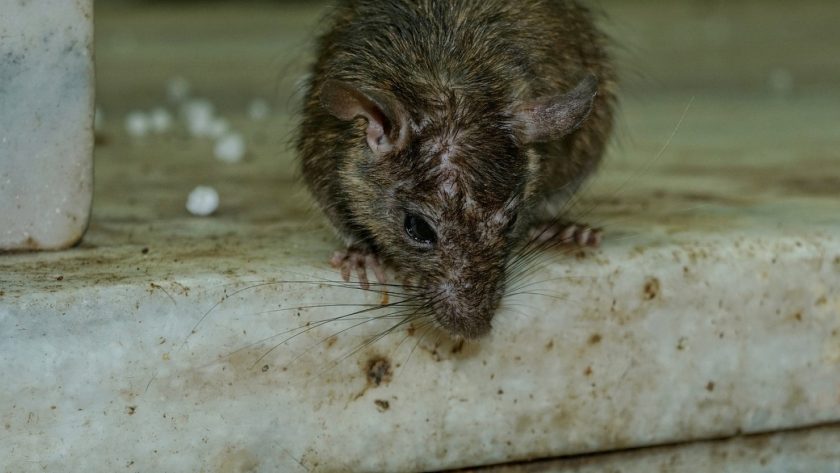 Comment se débarrasser des rats ?